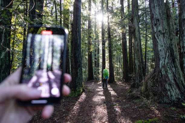 Apple Launches New Initiative to Protect and Restore California Redwoods
