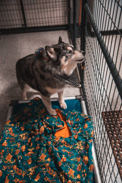 Introducing the CleverK9: The Smartest Pet Crate on the Market