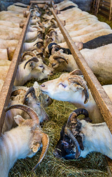 RAM prices edge lower in retail markets as TrendForce signals potential turnaround